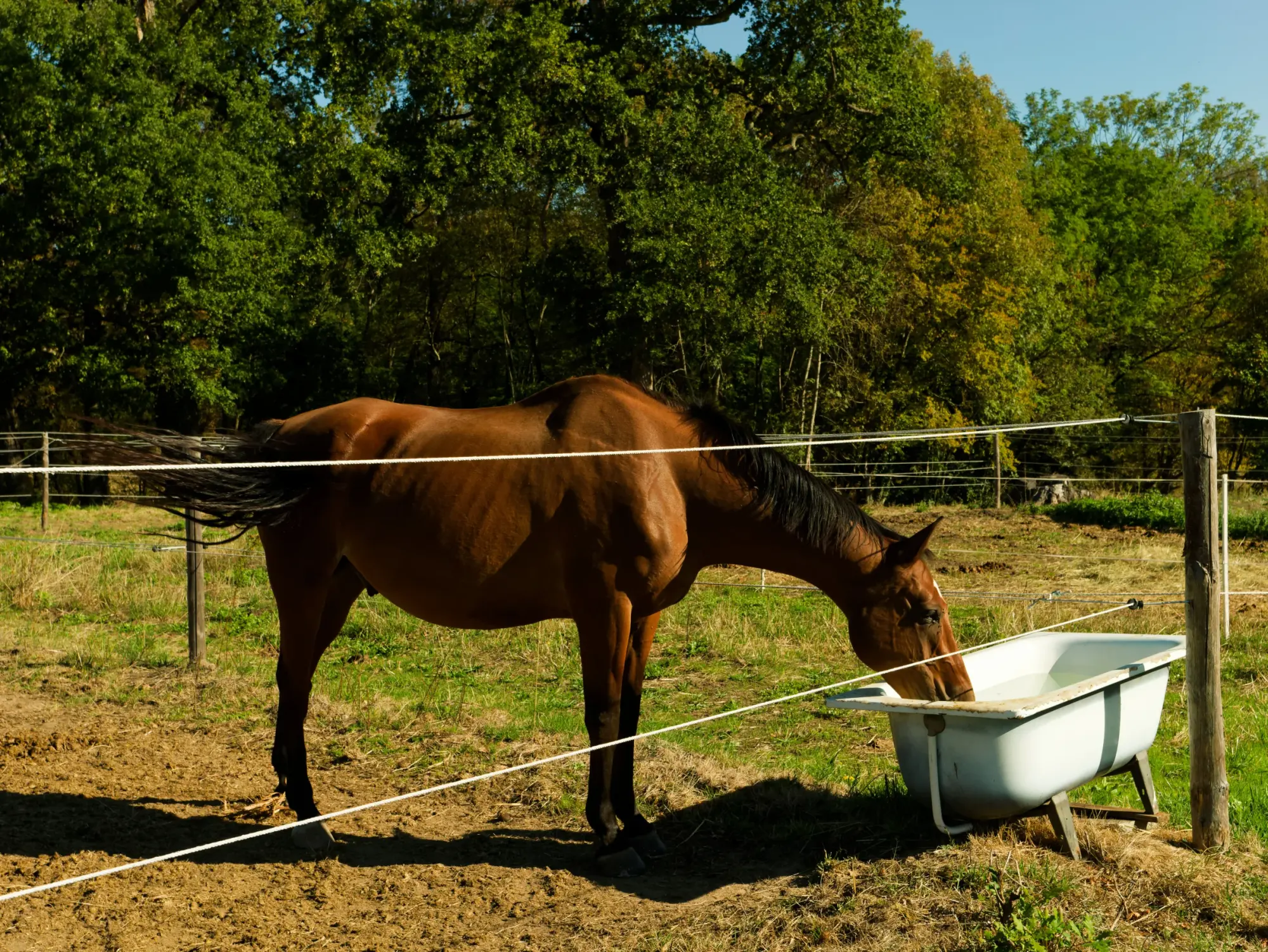 Cheval au pré, lumière de fin de journée au Haras du Rochastier