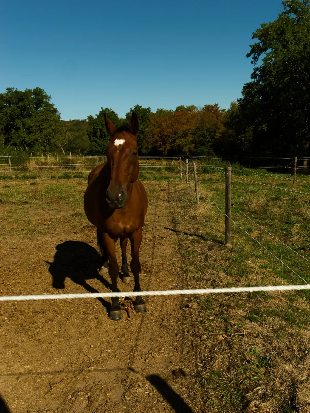 Cheval du Haras du Rochastier regardant l'objectif dans son pré